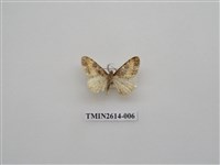 藏品(尺蛾133)的圖片